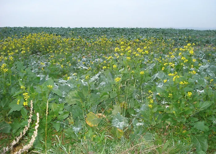 D'hotes Notre Paradis *